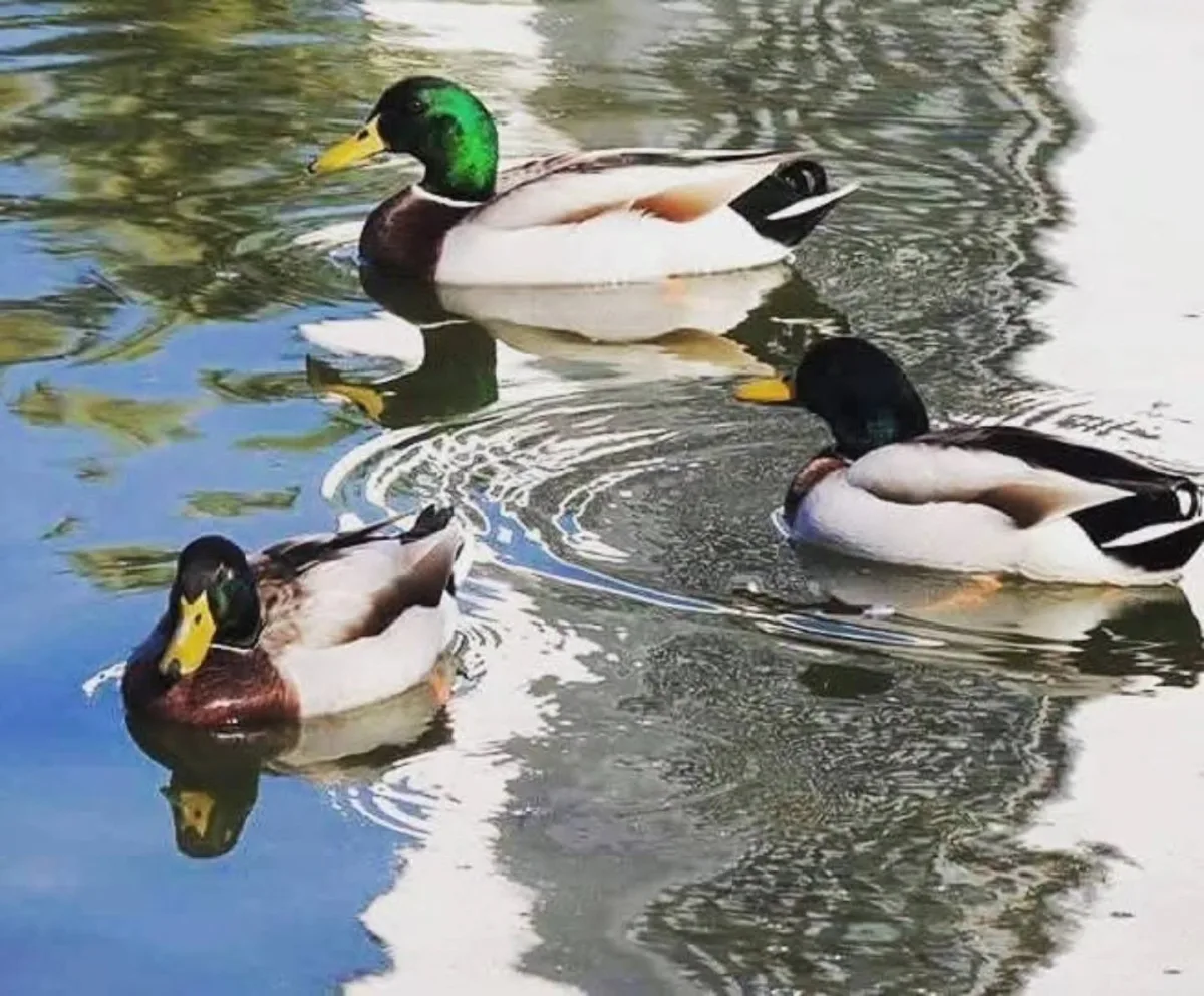 Gölet'te yaşasalar nasıl olur?