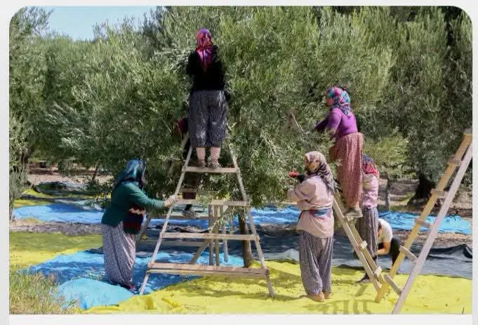 Akhisar'da zeytin hasatı başladı...