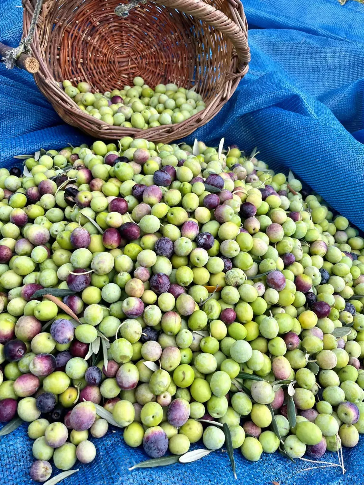Akhisar’da zeytincilerin ortak düşüncesi: Zeytin fiyatı ne olmalı?