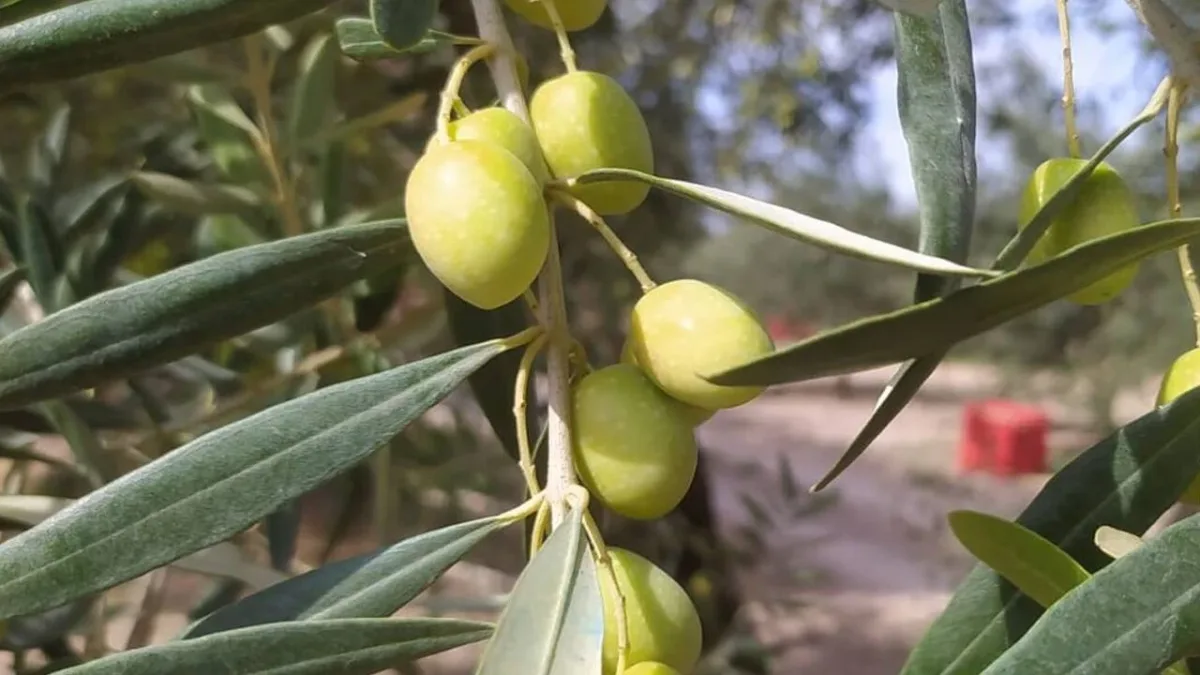 Akhisar'da zeytin fiyatının isyanı büyüyor...