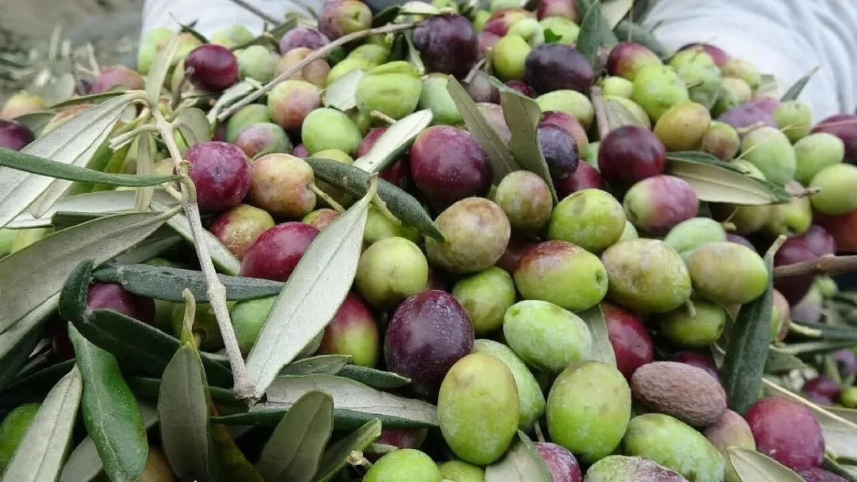 Zeytinden, zeytin unu üretmek için bilimsel çalışmalar başladı