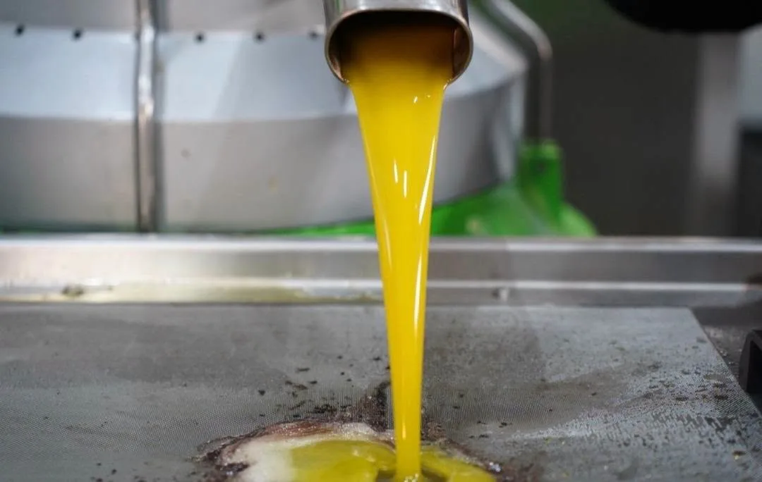 Zeytinyağında erken hasat tartışması!