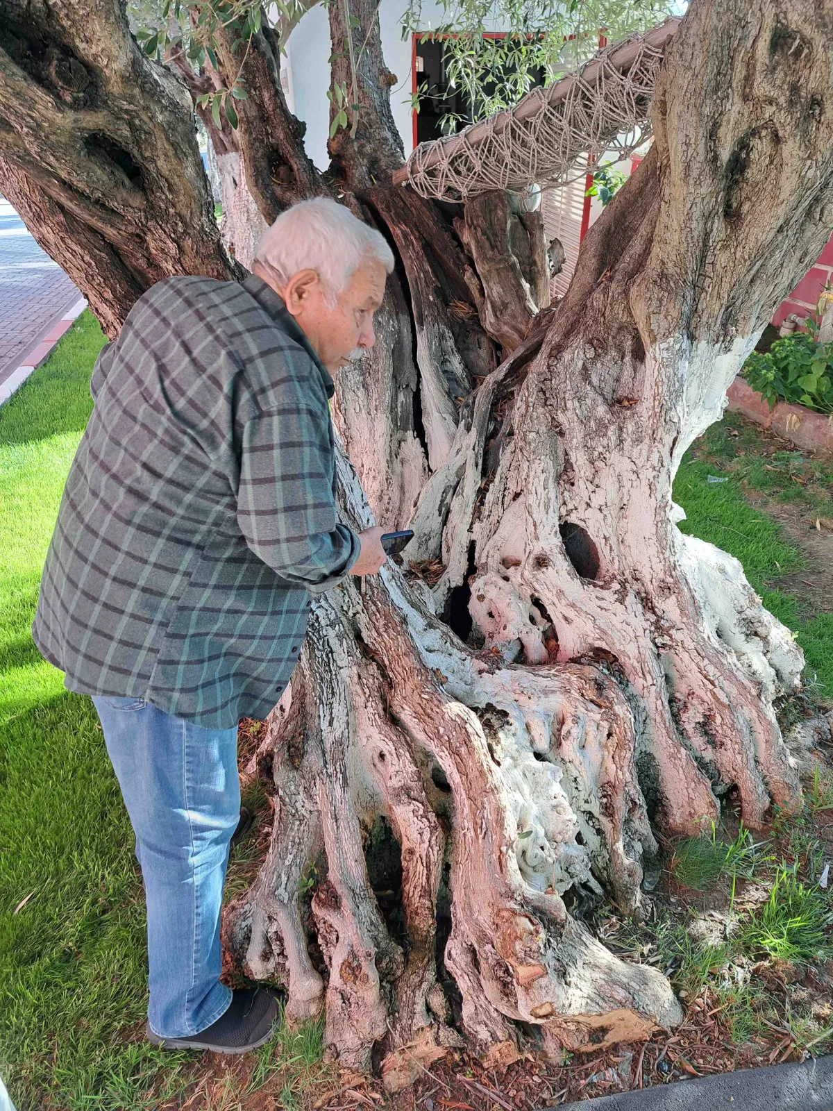 Üretici’nin fabrikasındaki 250 yıllık anıt zeytin ağacı meyve vermeye devam ediyor…